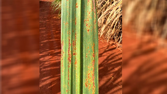 Pesquisa da UFSCar identifica assinatura genética de cana-de-açúcar resistente à ferrugem alaranjada