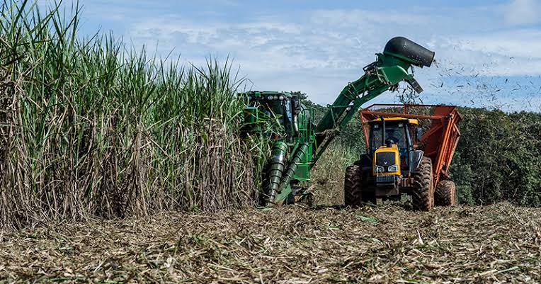 Produção de cana em 2023/24 chega a 713,2 mi toneladas, recorde da série histórica