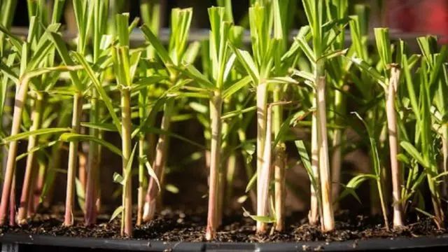 EMBRAPA DESENVOLVE PRIMEIRA CANA GENÉTICA DO MUNDO