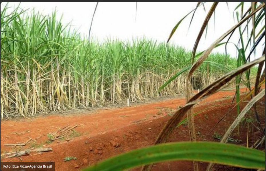 Programa Etanol Mais Verde acelera redução do uso de água na produção de cana em SP