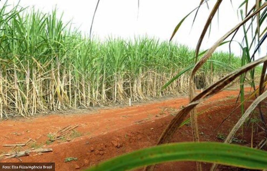 Setor sucroalcooleiro impulsiona o agronegócio de SP, que teve superávit de US$ 16,61 bilhões