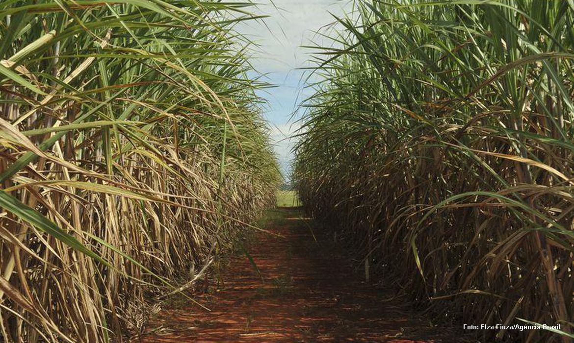 Produção de cana deve crescer e chegar a 610 milhões de toneladas