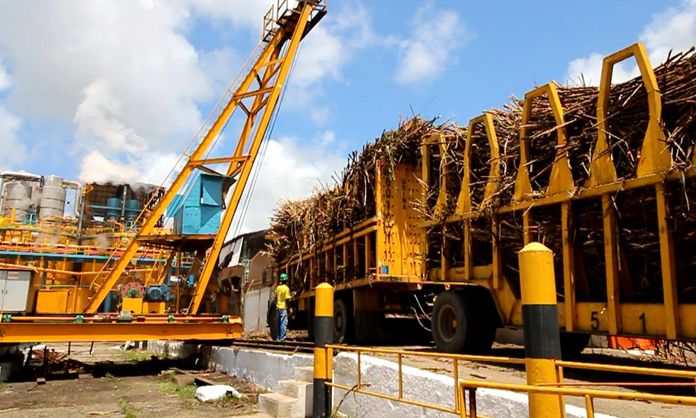 Enersugar inicia a safra 21/22 com meta de triplicar a produção