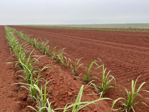 Cana regenerativa, bioinsumos, plantio vertical e outras tecnologias para o setor bioenergético