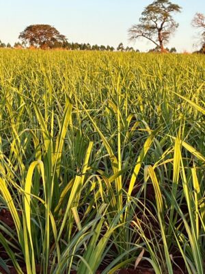 Produção de cana é estimada em 652,9 milhões de toneladas influenciada por boa produtividade