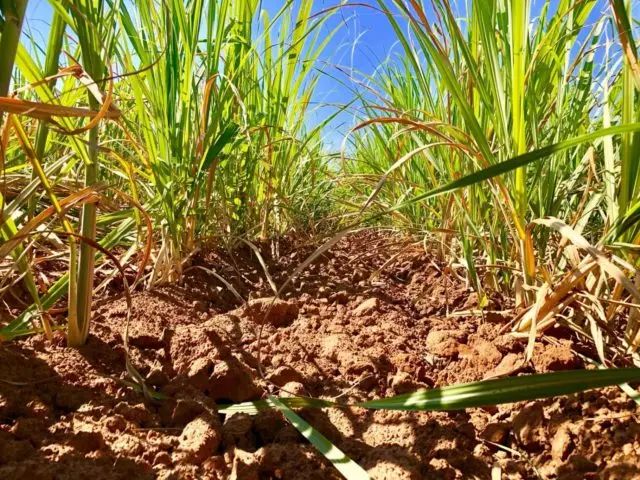 NOVO BIOINSUMO AUMENTA EM ATÉ 20% A PRODUTIVIDADE DA CANA-DE-AÇÚCAR