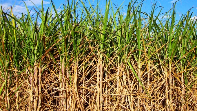 Produção de cana-de-açúcar deve crescer na safra 2023, aponta IBGE
