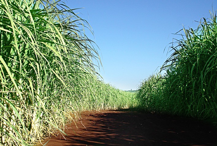 Clima deve favorecer mais a cana na safra 2023/24
