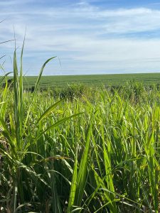 Bioinsumos, a nova fronteira da sustentabilidade no campo