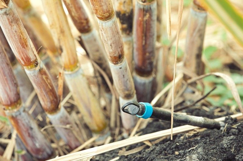 Irrigação em cana pode estabilizar produtividade e garantir matéria-prima para indústria o ano todo